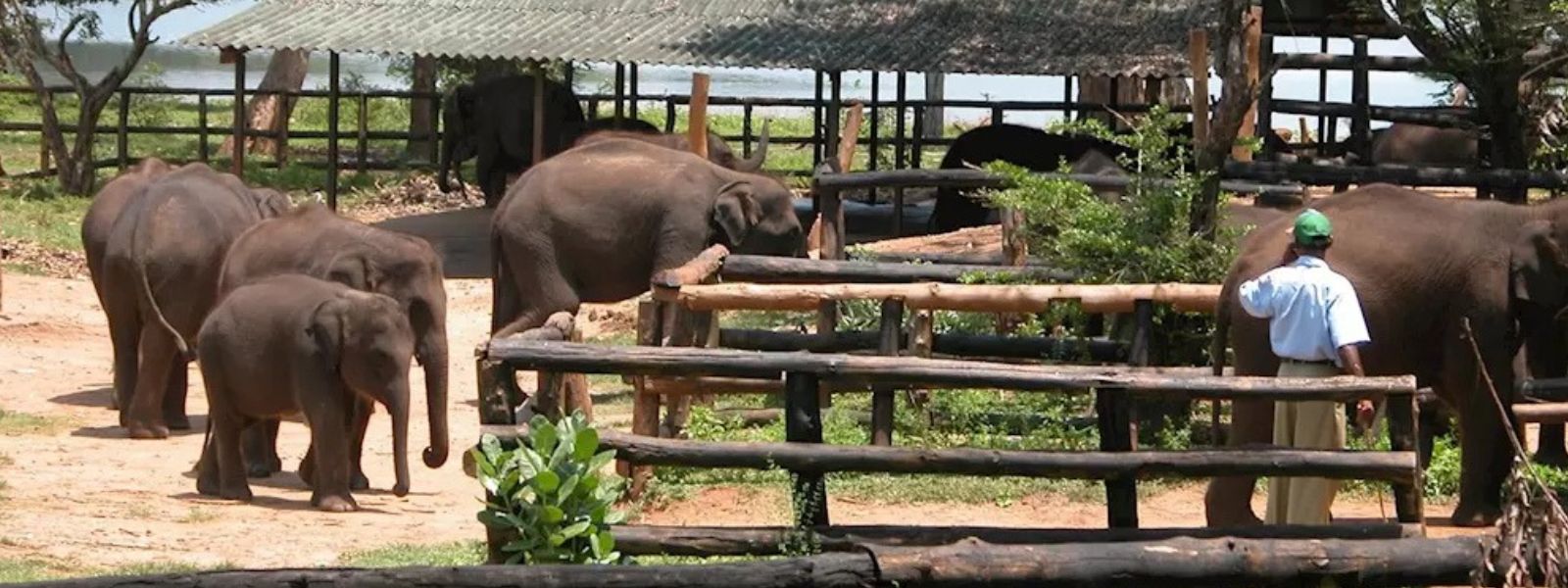 New Elephant Transit Home to Be Established